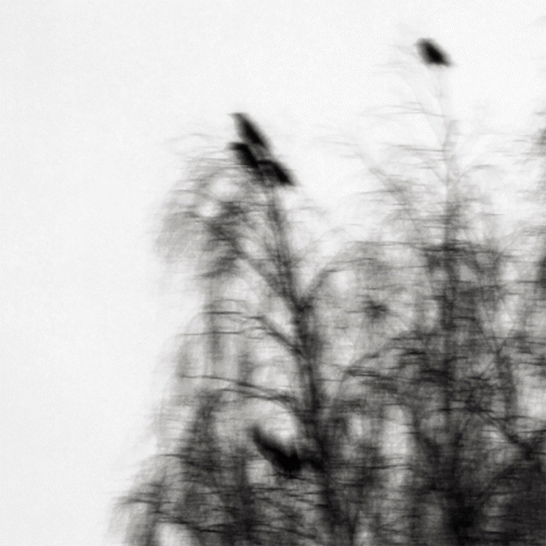 Neurotic Doom : Phantom Tongue